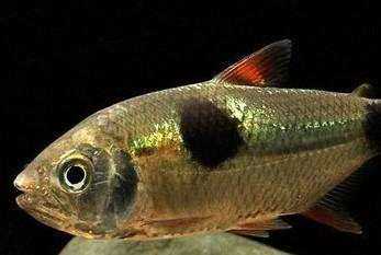 观赏鱼中的终极杀手，黑食水虎鱼，应该如何饲养为好？