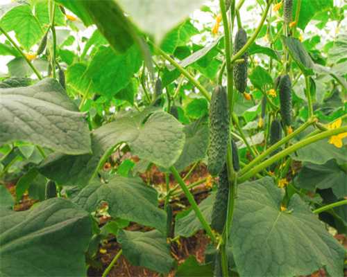 继“掘地求生”之后 又一款逼疯玩家的游戏疯狂来袭